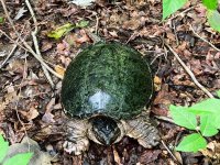 turtle.jpg