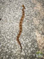 copperhead.jpg