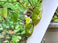 tree-frogs.jpg