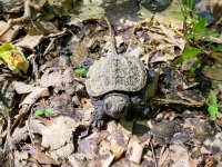 turtle-baby.jpg