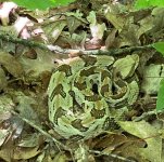 rattler-1.jpg
