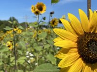 sunflower.jpg