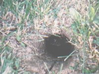 NorthernCrawfishFrog.jpg