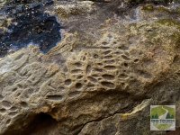 petroglyphs.jpg